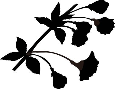 Beyaz arkaplanda izole edilmiş siyah çiçek silueti, çiçekli botanik illüstrasyon 