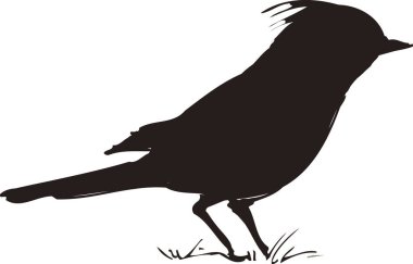 Beyaz arkaplanda siyah kuşun silueti 