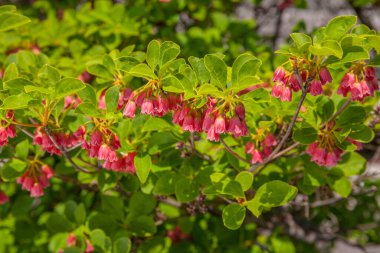 Bahçedeki güzel pembe çiçekler
