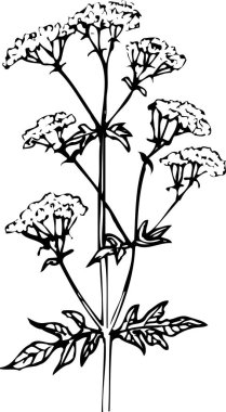 Güzel çiçek çizimi, el çizimi botanik çizimi, siyah ve beyaz.