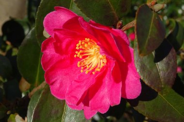 Bahçede büyüyen güzel pembe çiçeğin yakın çekim görüntüsü