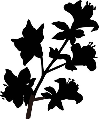 Siyah Çiçek Silueti Beyaz arka planda izole edildi 