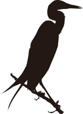 Beyaz arka planda siyah bir kuş silueti