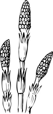 Üzerinde spor konileri olan üç at kuyruğu sapının siyah ve beyaz bir çizimi..