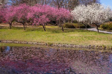 Japonya 'da güzel kiraz çiçekleri
