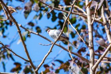 Ağaç dalında oturan kuşların yakın çekim görüntüleri.