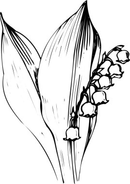 Güzel çiçek çizimi, el çizimi botanik çizimi, siyah ve beyaz.