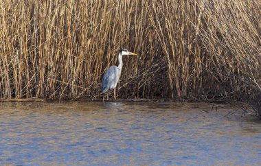 Suda duran büyük balıkçıl manzarası.