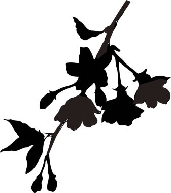 Siyah Çiçek Silueti Beyaz arka planda izole edildi 