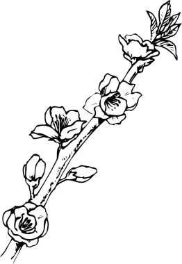 Güzel çiçek çizimi, el çizimi botanik çizimi, siyah ve beyaz.