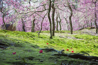 İlkbaharda Japonya 'da kiraz çiçeği