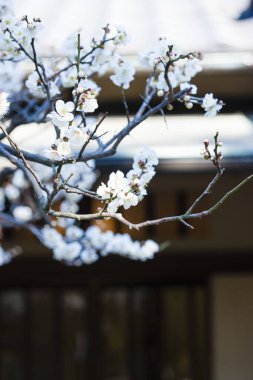 Güzel kiraz çiçeklerine yakın.