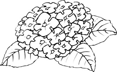  Beyaz arkaplanda güzel çiçeklerin çizimi