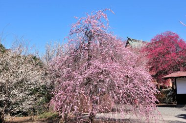 Bahçedeki güzel pembe sakura çiçekleri