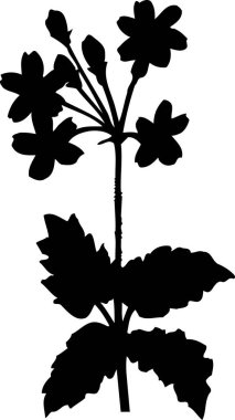 Beyaz arkaplanda izole edilmiş siyah çiçek silueti, çiçekli botanik illüstrasyon 