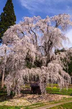 Güneşli bahar bahçesinde güzel kiraz çiçekleri ve ağaçlar