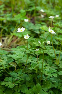 Ormandaki beyaz kır çiçekleri