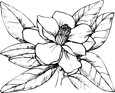 Güzel çiçek çizimi, el çizimi botanik çizimi, siyah ve beyaz.