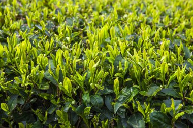 Tarlada taze yeşil çay yaprakları.