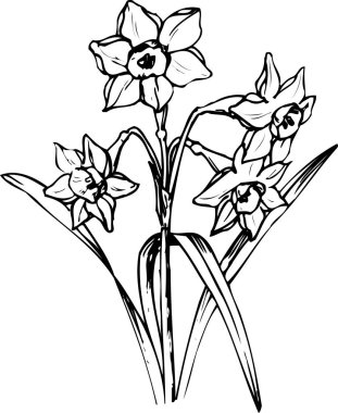 Güzel çiçek çizimi, el çizimi botanik çizimi, siyah ve beyaz.