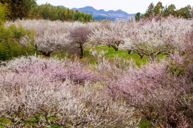 İlkbaharda kiraz çiçeği