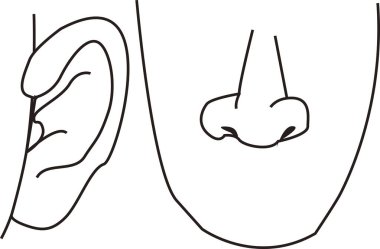 Çizgi çizimi, bir insanın kulak ve burnunun kenardan görünüşünü gösterir..