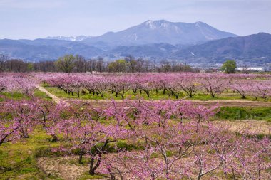 Japonya 'da kiraz çiçeği 