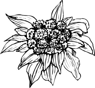 güzel çiçeğin siyah basit silüeti