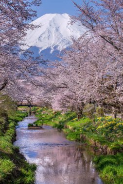 Baharda Fuji dağı, Japonya. 
