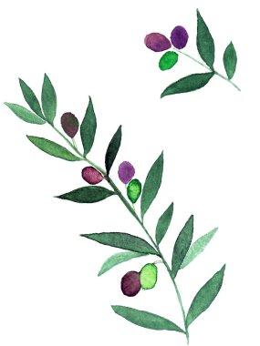 Dallarda suluboya zeytin. El boyası botanik yapraklar beyaz arkaplanda izole.