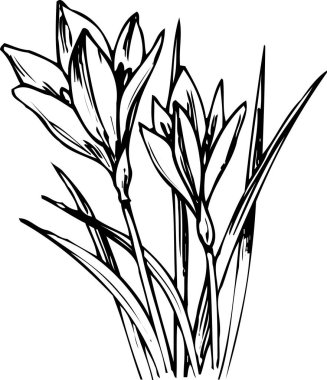 Güzel çiçek çizimi, el çizimi botanik çizimi, siyah ve beyaz.