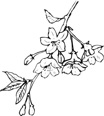 Güzel çiçek tasarımı, el çizimi, botanik çizimi, siyah ve beyaz. 