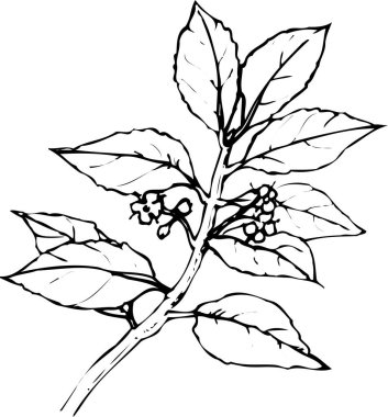 Güzel çiçek çizimi, el çizimi botanik çizimi, siyah ve beyaz.