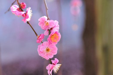 Bahçedeki güzel pembe sakura çiçekleri