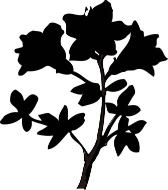 siyah çiçek silueti, çiçek botanik çizimi 