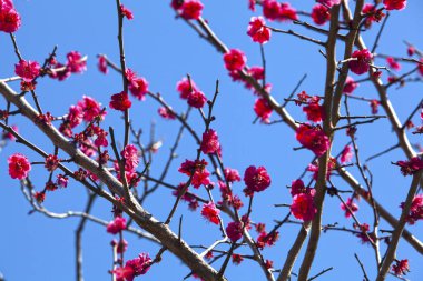 Bahçesinde pembe çiçekler olan güzel bir ağaç.