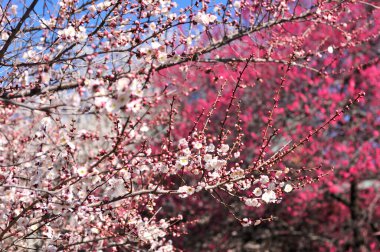 Bahçedeki güzel pembe sakura çiçekleri