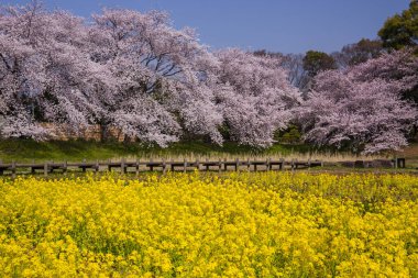 Japonya 'da kiraz çiçekleri ve sarı tarla