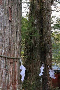Çam ağacı gövdeleri Sonsuza dek yeşil ormanlarda 