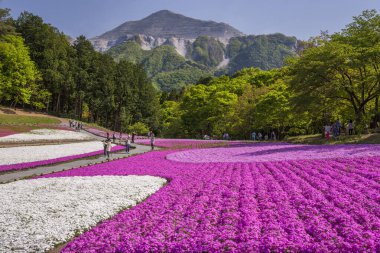Shibazakura tarlası, Japonya 'da popüler bahar çiçekleri olan yosun ve pembe yosun olarak da bilinir.. 