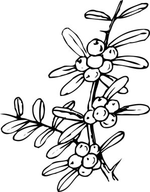 böğürtlenlerin siyah beyaz çizimi