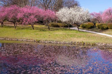 Japonya 'da kiraz çiçekleri, Tokyo
