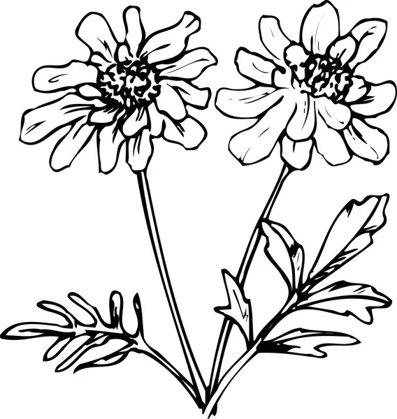 beautiful floral sketch, hand drawn floral botanical illustration, black and white