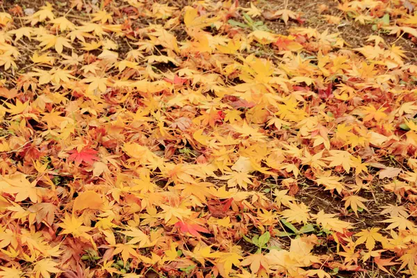 Autumn Leaves Autumn Season Flora — Stock Photo, Image