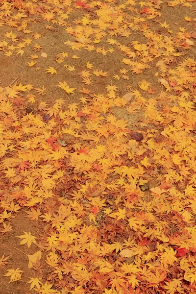 秋の葉 秋の季節のフローラ — ストック写真