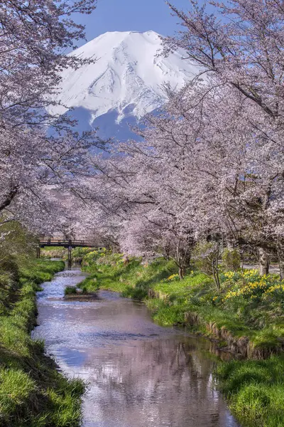 Berg Fuji Het Voorjaar Japan — Stockfoto