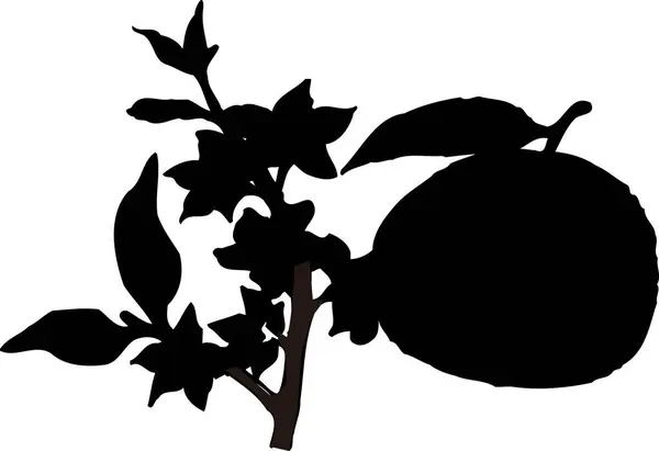 Černá Květinová Silueta Izolované Bílém Pozadí — Stock fotografie