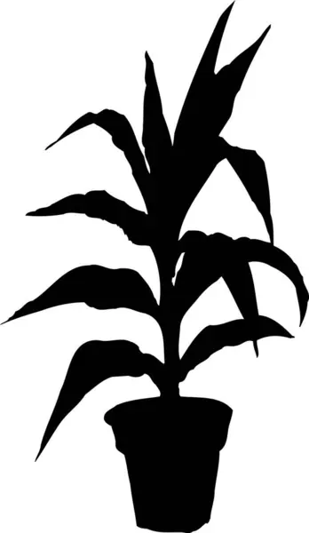 Корпус Силуэт Горшке Цветочная Ботаническая Иллюстрация — стоковое фото
