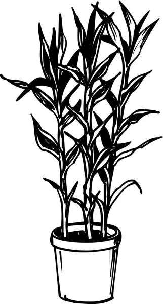 Чехол Горшке Ручная Работа Цветочная Ботаническая Иллюстрация Черно Белый — стоковое фото