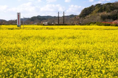 Arkasında bir işaret olan sarı çiçek tarlası.
